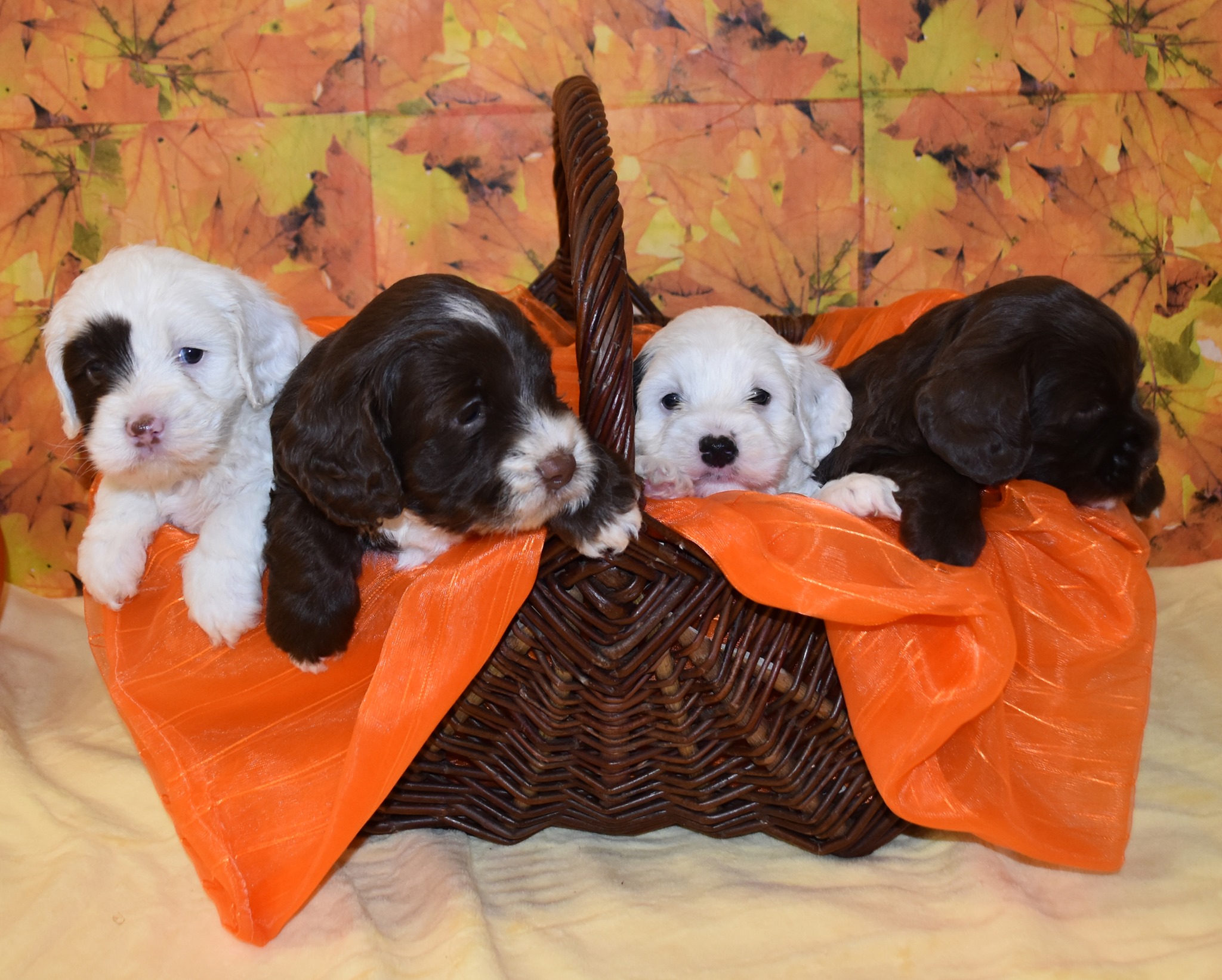 Original Australian Labradoodles - Swiss Country Doodles