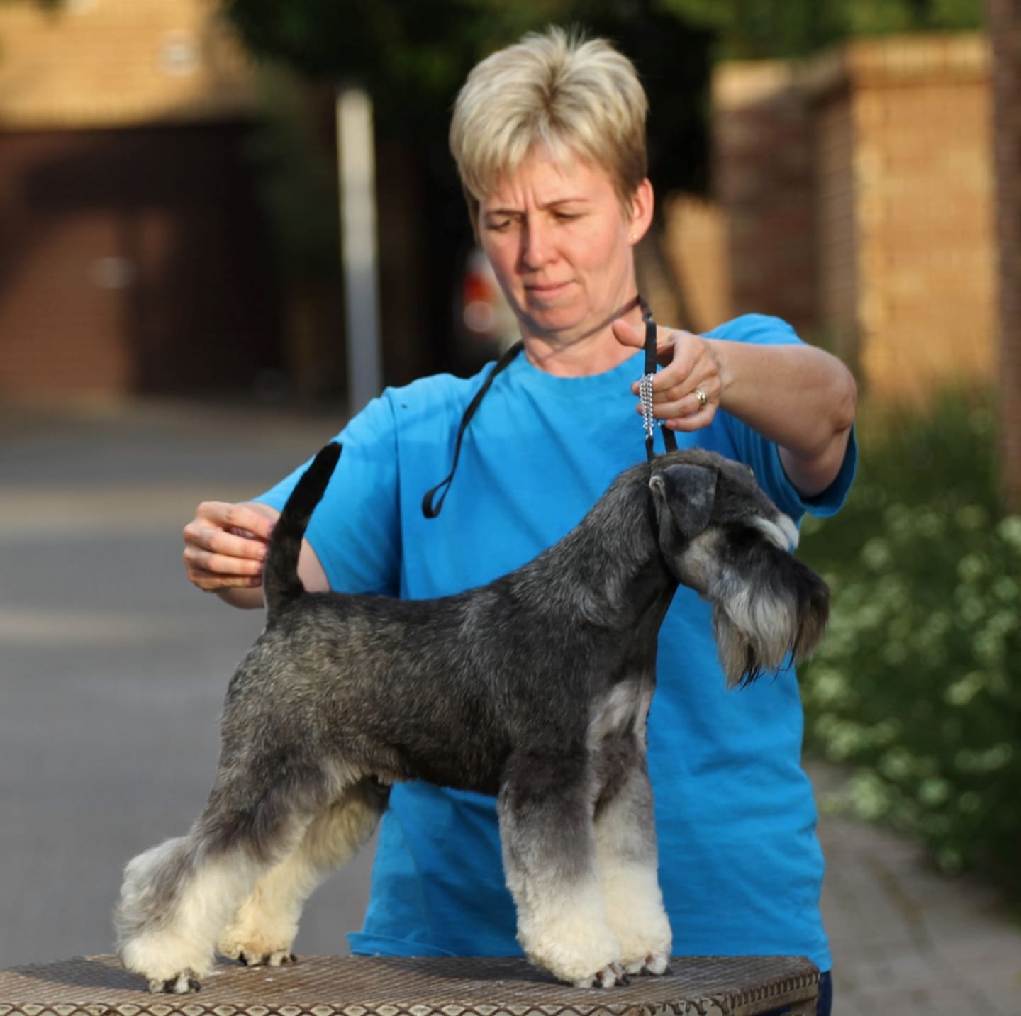 STONEHAVEN ON VAAL. 🌟 Out... - Keystone Miniature Schnauzers | Facebook