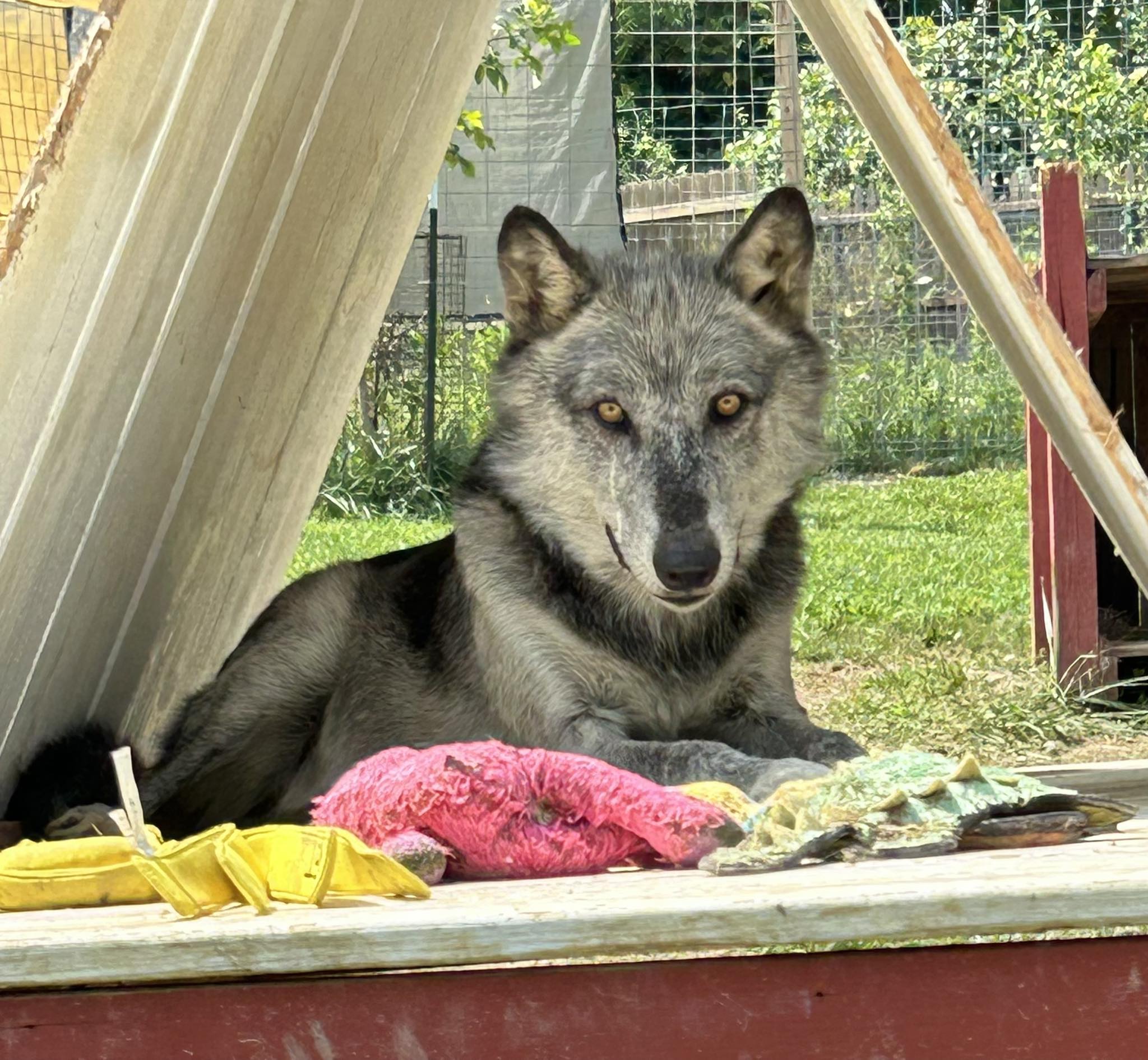 Red Riding Hood Rescue Project - a wolfdog rescue | Middletown OH