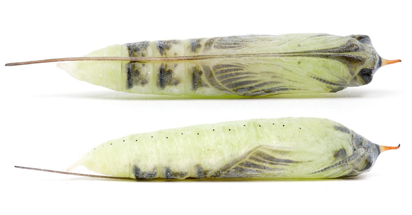 The Caterpillar - Pupa of the Brazilian skipper, star of our last video ...