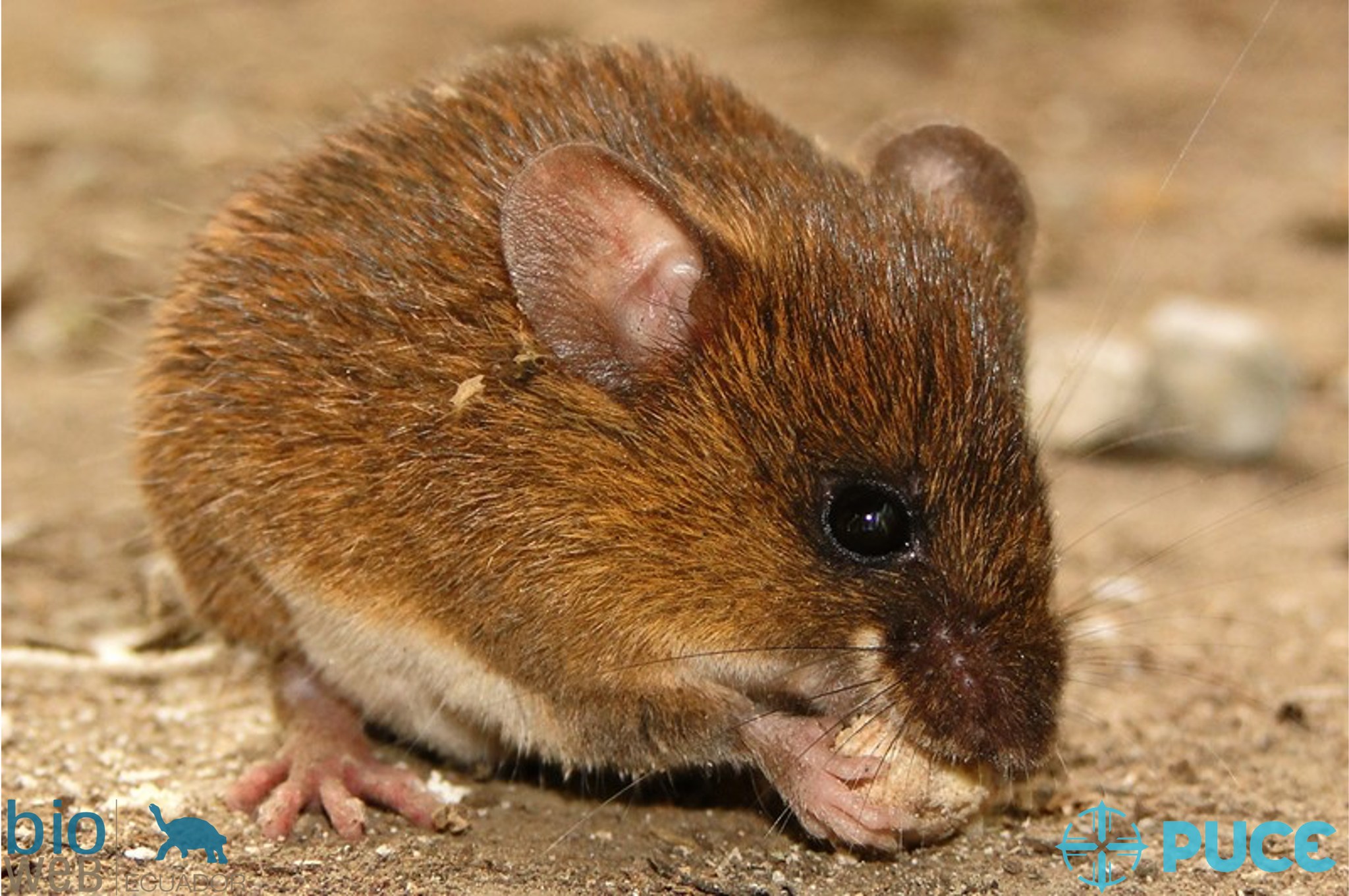 Biowebecuador - La especie del día 🐭🐭. El Ratón espinoso de Alberto ...