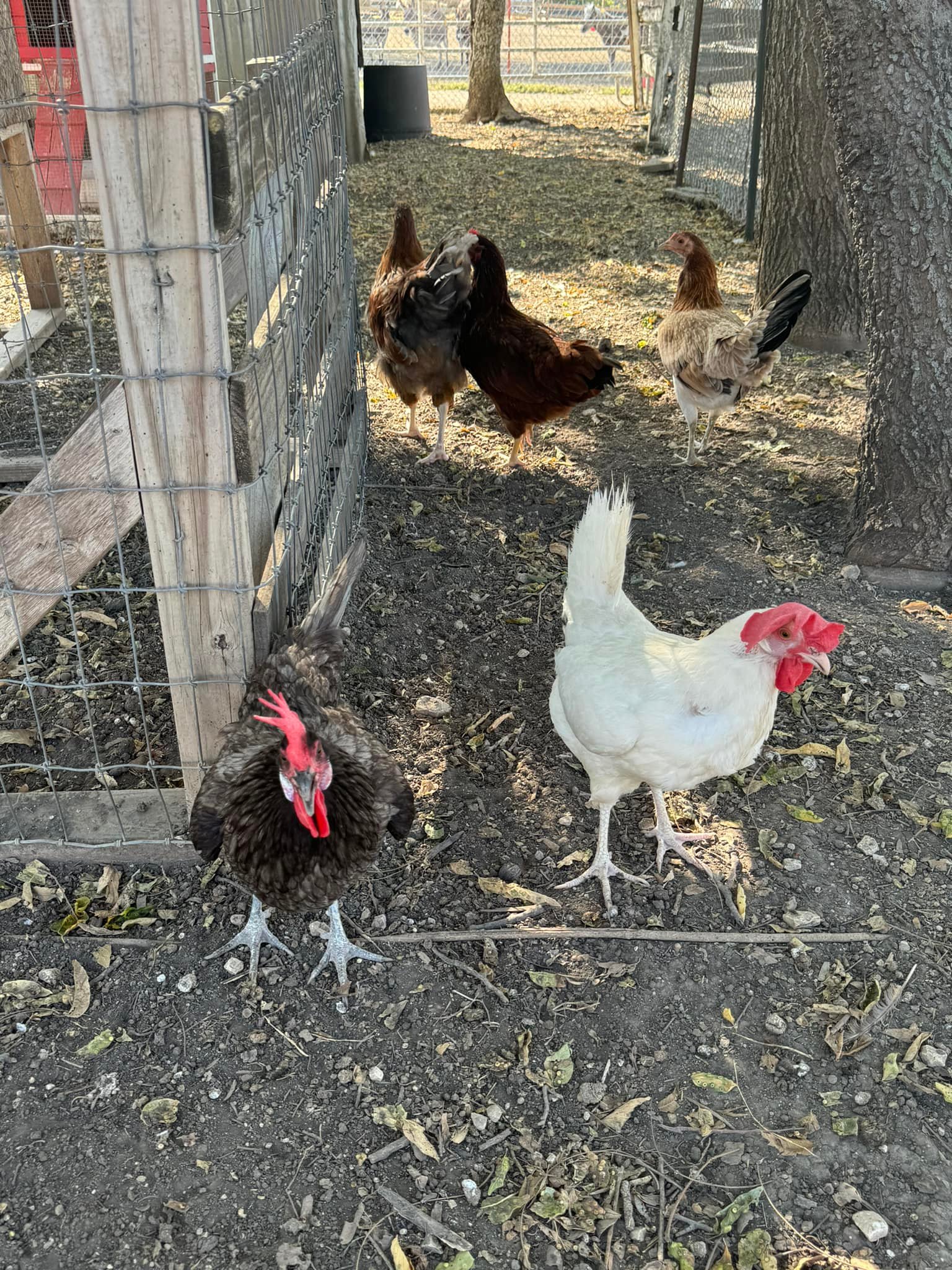 Pink Diamond Ranch