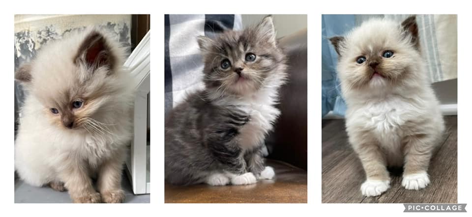 Nky Top Notch Ragdolls | Hebron KY