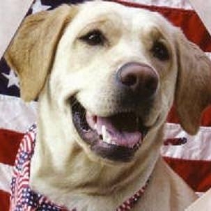 Golden Gate... - Golden Gate Labrador Retriever Rescue