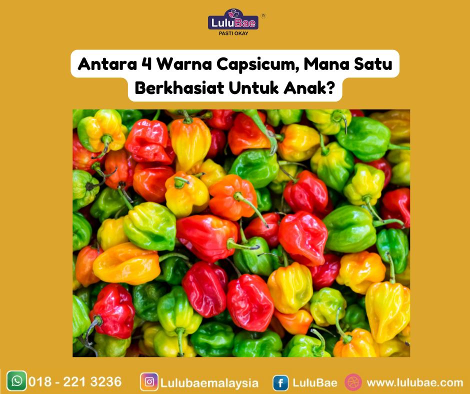 LuluBae - [ Antara 4 Warna Capsicum, Mana Satu Berkhasiat...