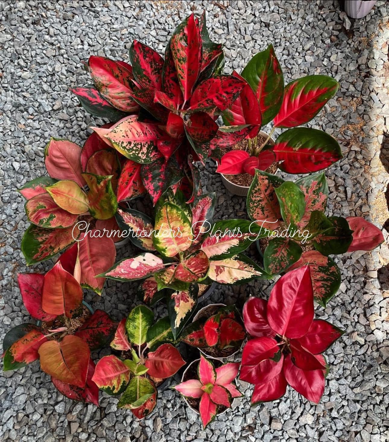Lets start to collect our Aglaonema COCHIN series . 😍 10 series