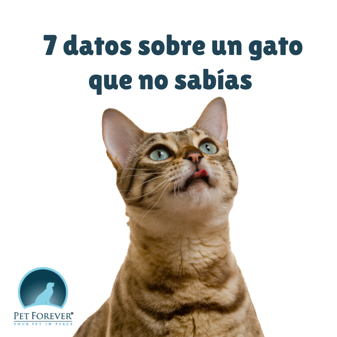 Pet Forever - Aquí te van algunos datos interesantes sobre los michis 🐈 ...