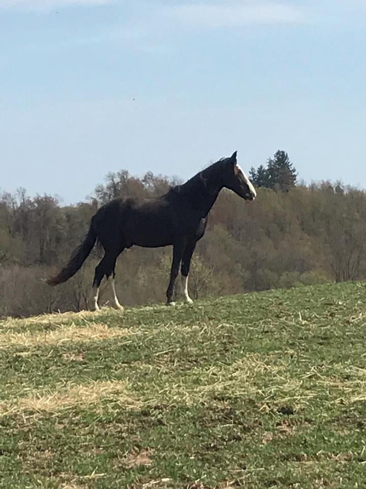 Schane Show Horse