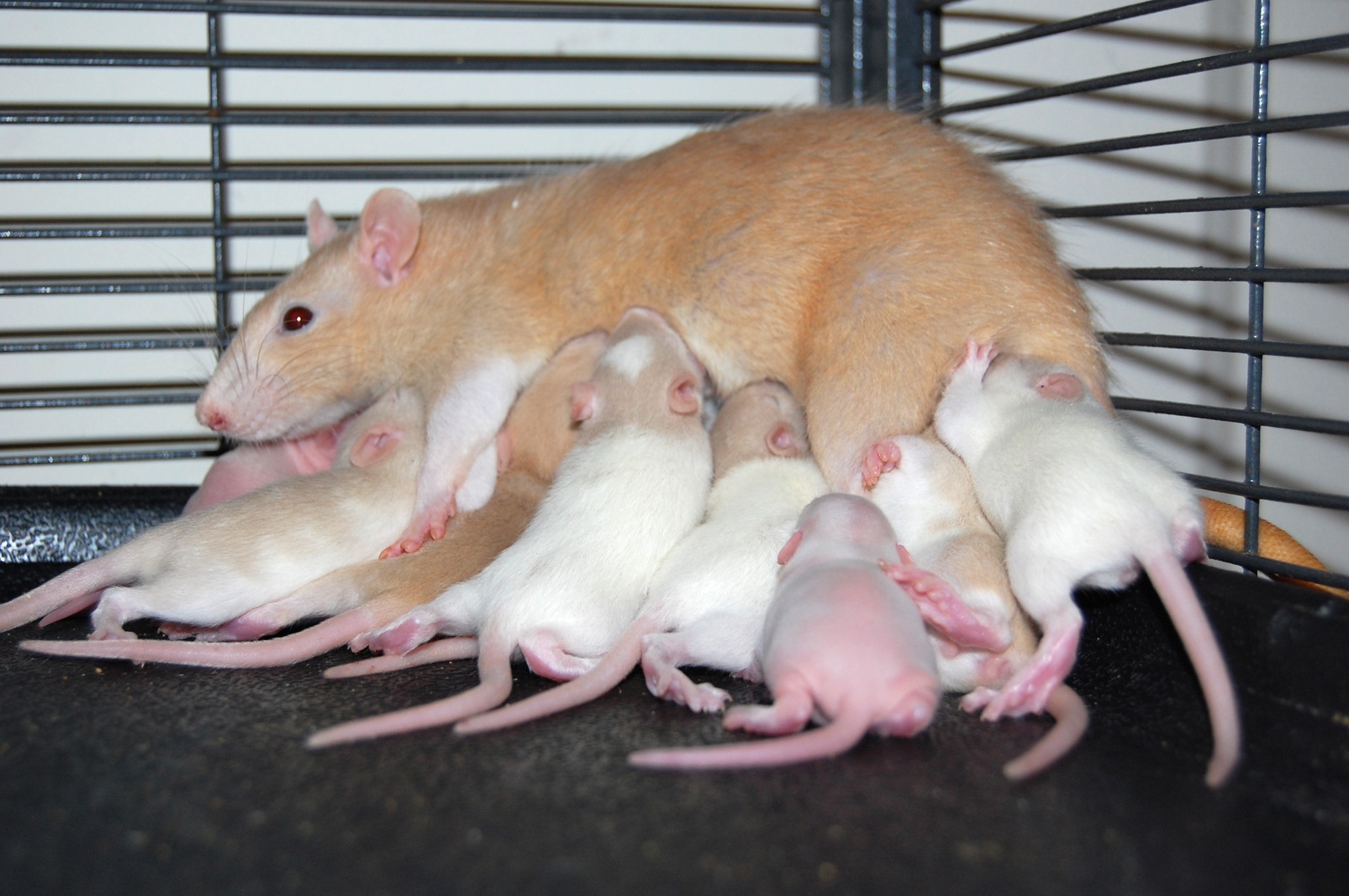 Tiny Toes and Tails Rattery... - Tiny Toes and Tails Rattery