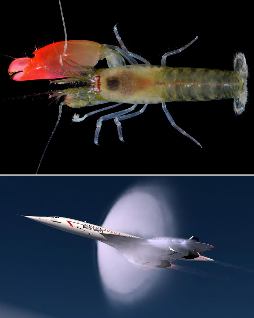 WilderNest - The Pistol Shrimp is a tiny creature that packs a big ...