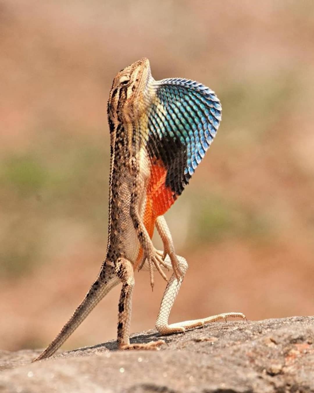 Attenborough's fan-throated lizard... - nicks_animal_facts | Facebook