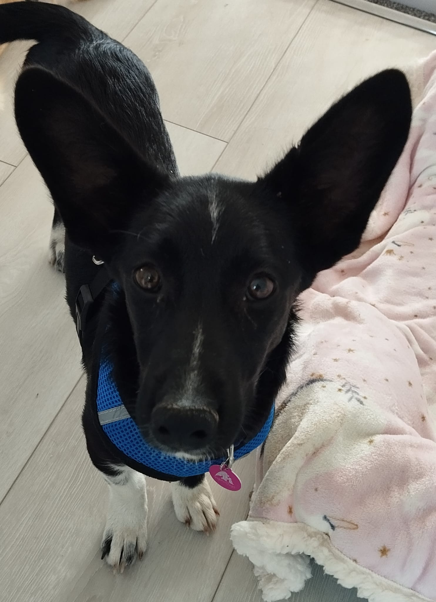 Angels 4 Dogs Rescue _ Angels 4 Dogs Rescue Fundraising – WKOCK