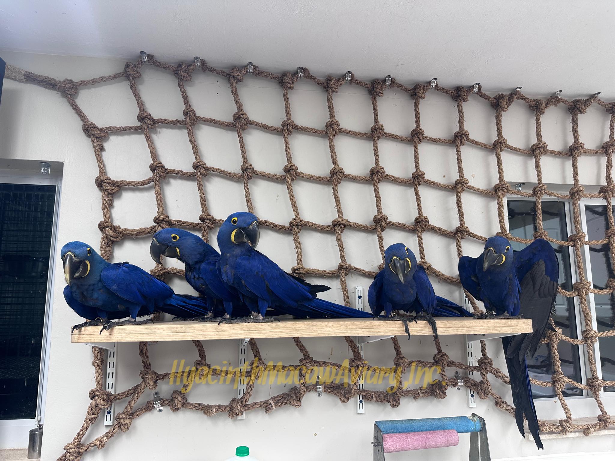 Picture of Hyacinth Macaw Aviary Inc. | Miami FL