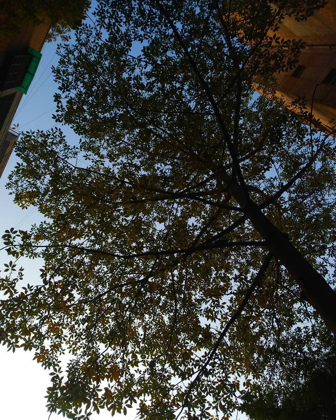 Naturium - The next time you stand below a tree just look up, maybe you ...