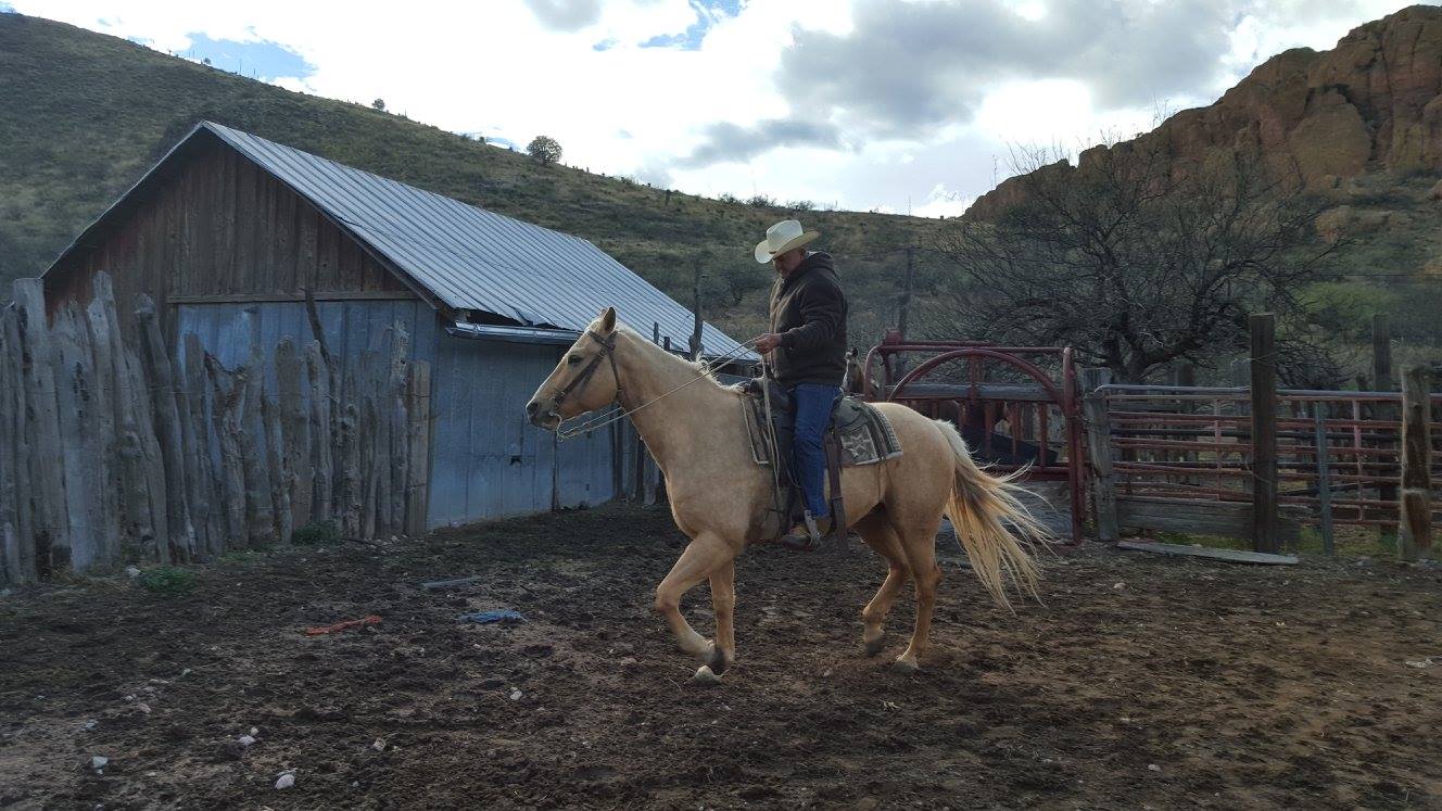 Boss Ranch Quarter Horses | Douglas AZ