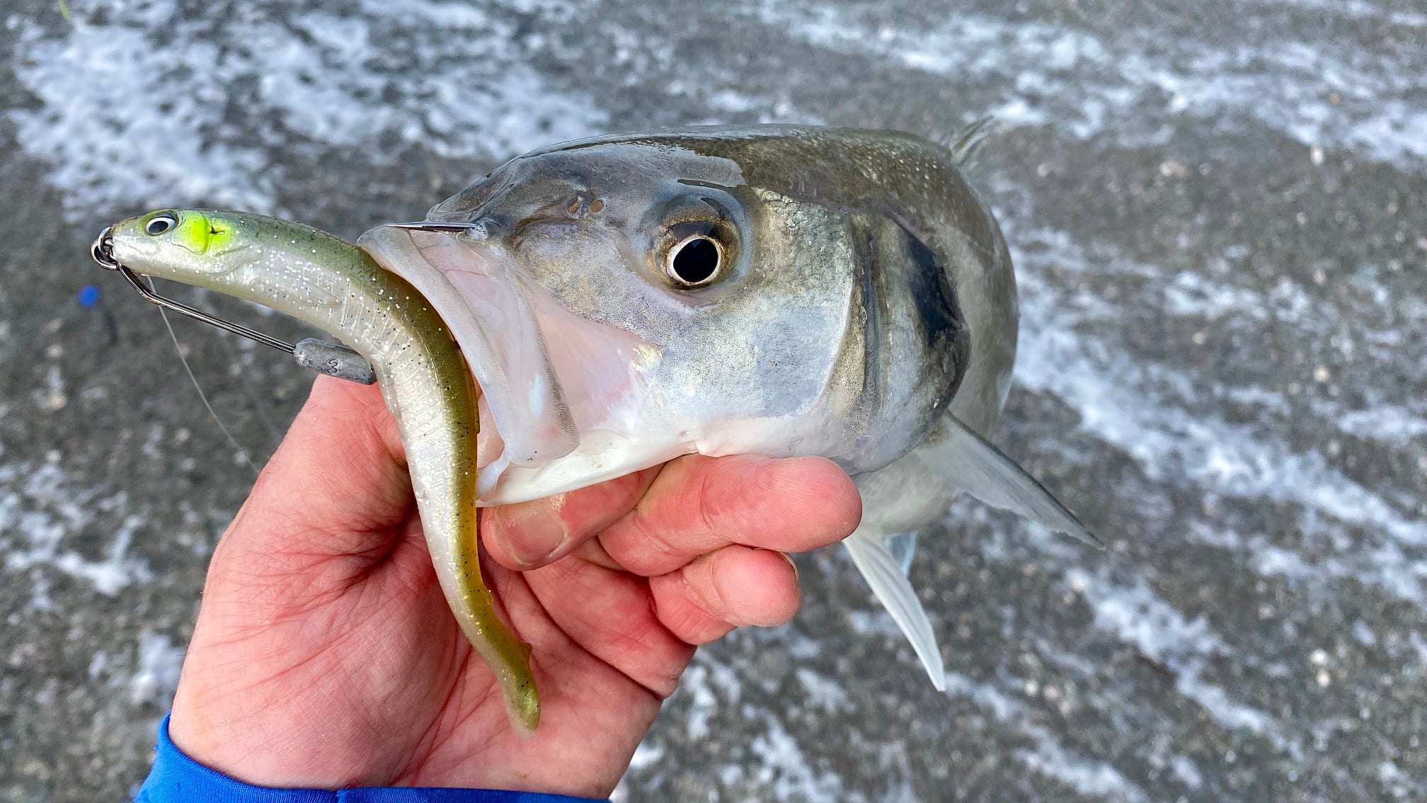 daiwa 2300 reels for sale 23 LEGALIS LT3000-CXH Spinning Reel the improved Lexa features tag-ebf-gifts-for-him Combo Color:White Top lures for fall
