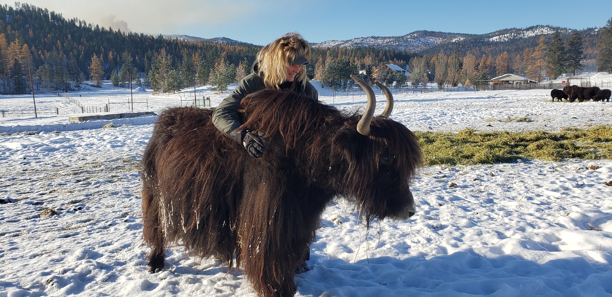 Spring Brook Yak Ranch | Kalispell MT