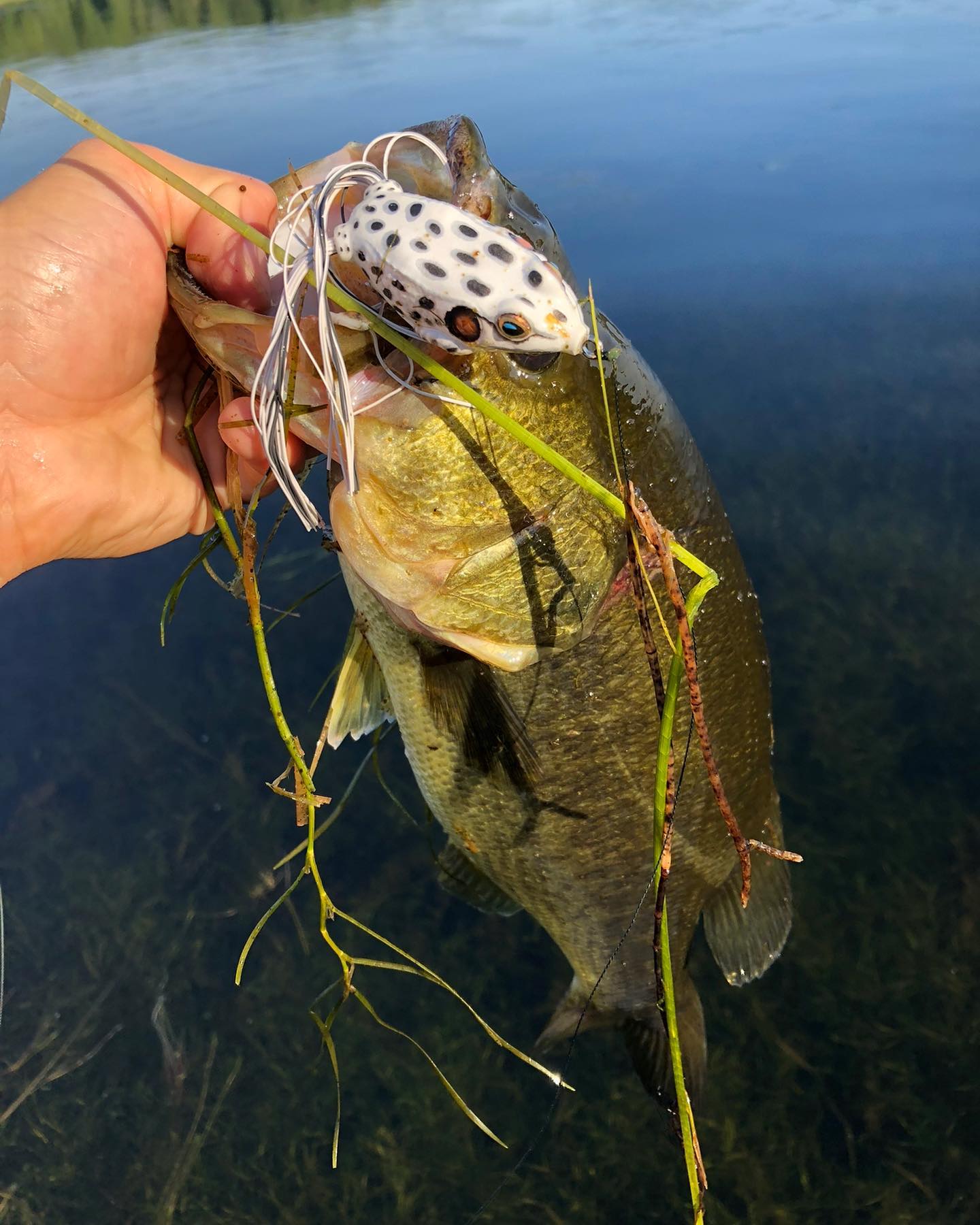 H2X 8 Strand Braid for frog rod, any experiences?