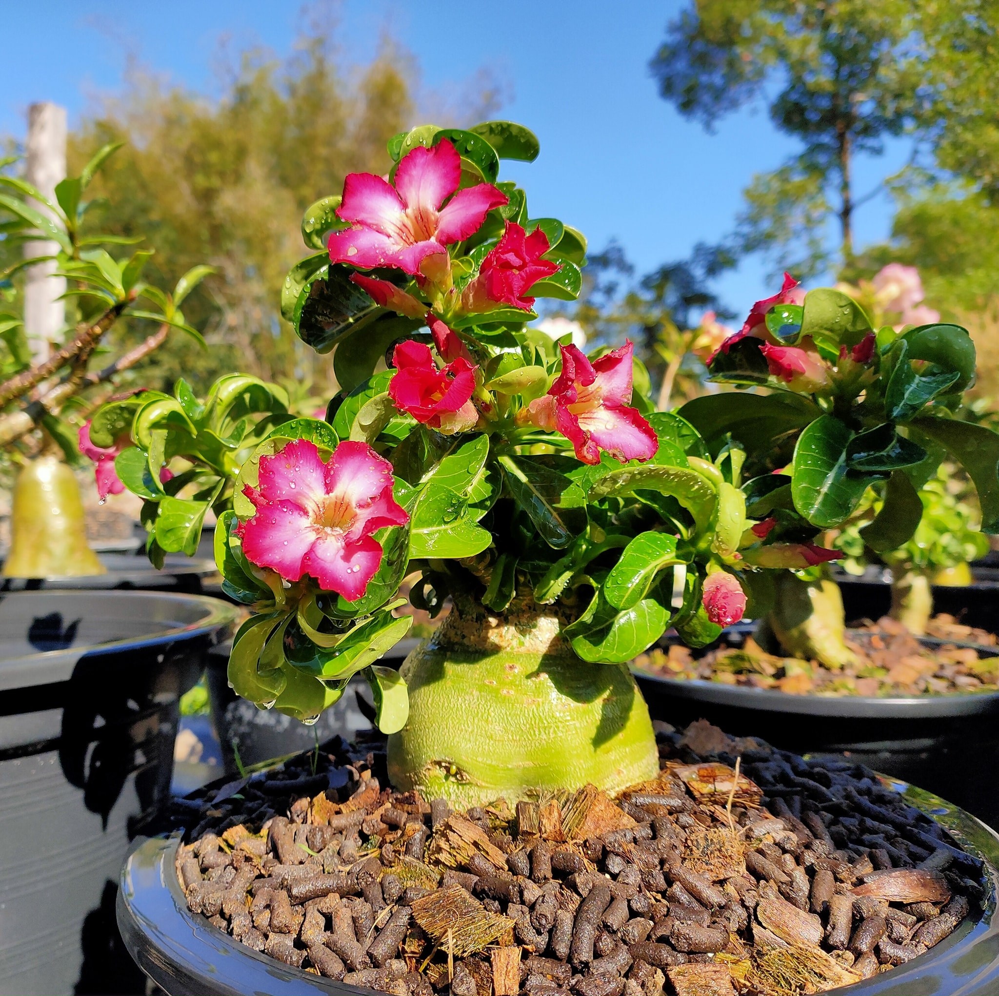Eazy... - Eazy Adenium and Bonsai - อีซี่ ชวนชมและบอนไซ