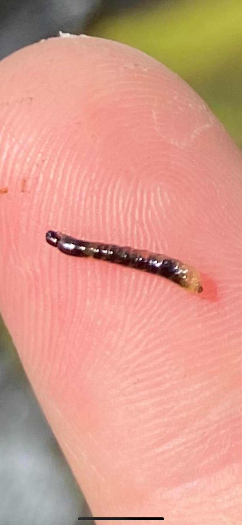 Entomology | ID Challenge! Was actively crawling on my net in a ...
