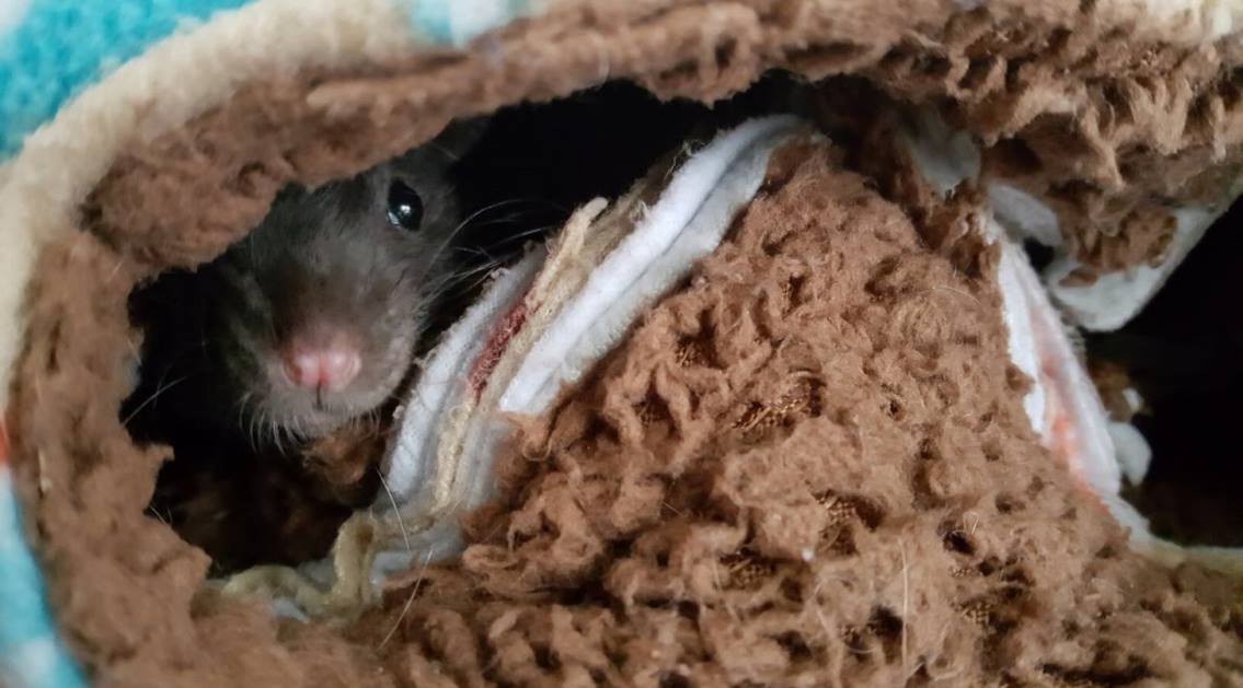 Redwall Rats | Bristol