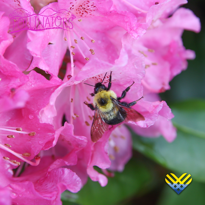 Meet the Pollinators: Bees... - Blue Ridge Conservancy | Facebook
