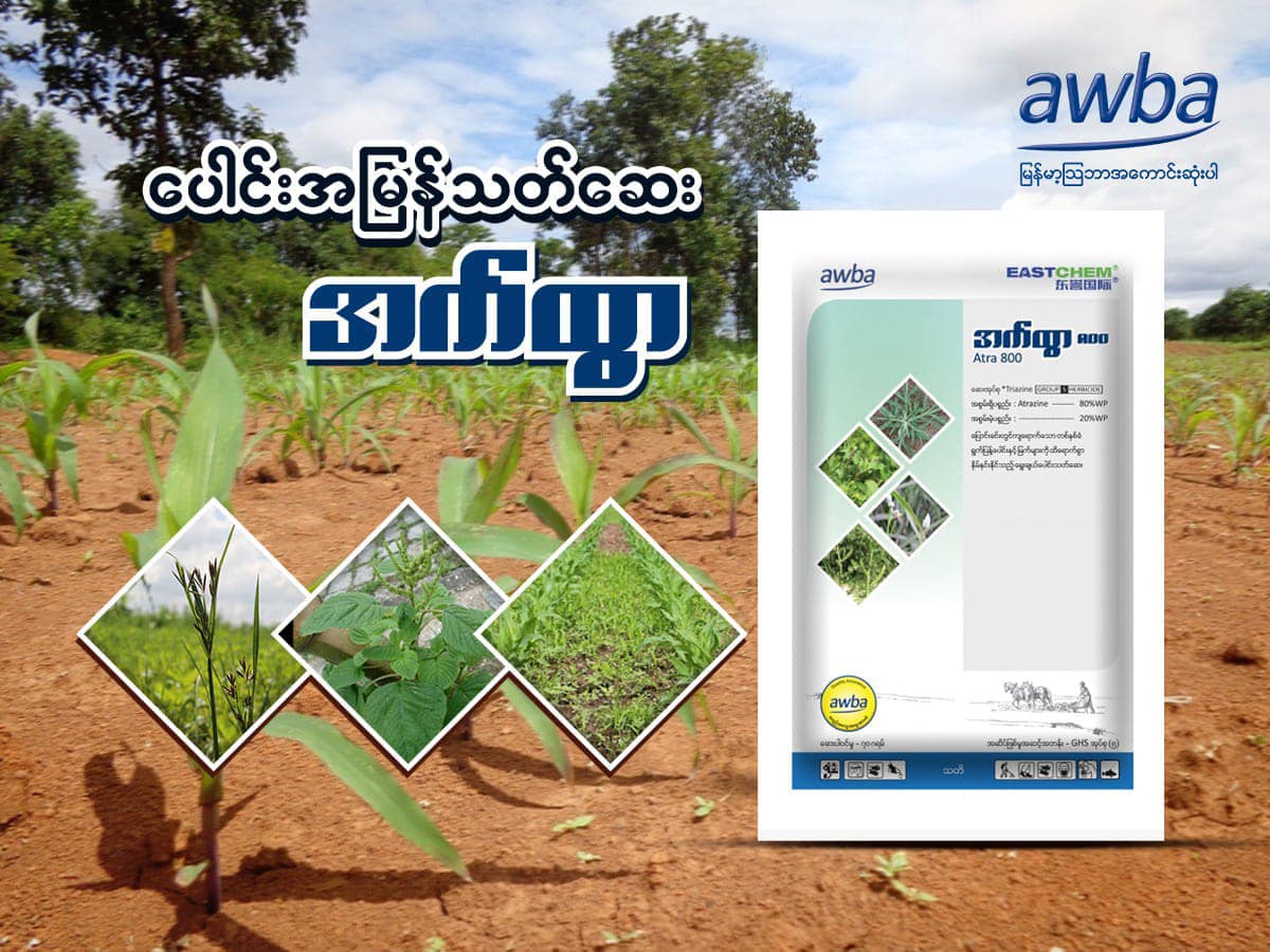 Myanma Awba - ပေါင်းအမြန်သတ်ဆေး အက်ထွာ ===🌽🌽🌽=== 🔸သီးနှံနောက်ပိုင်းကာလတ ...