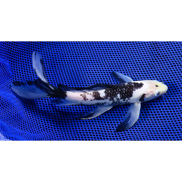 Blue Ridge Fish Hatchery, Inc. - Matsukawabakke #koi are the scaled ...