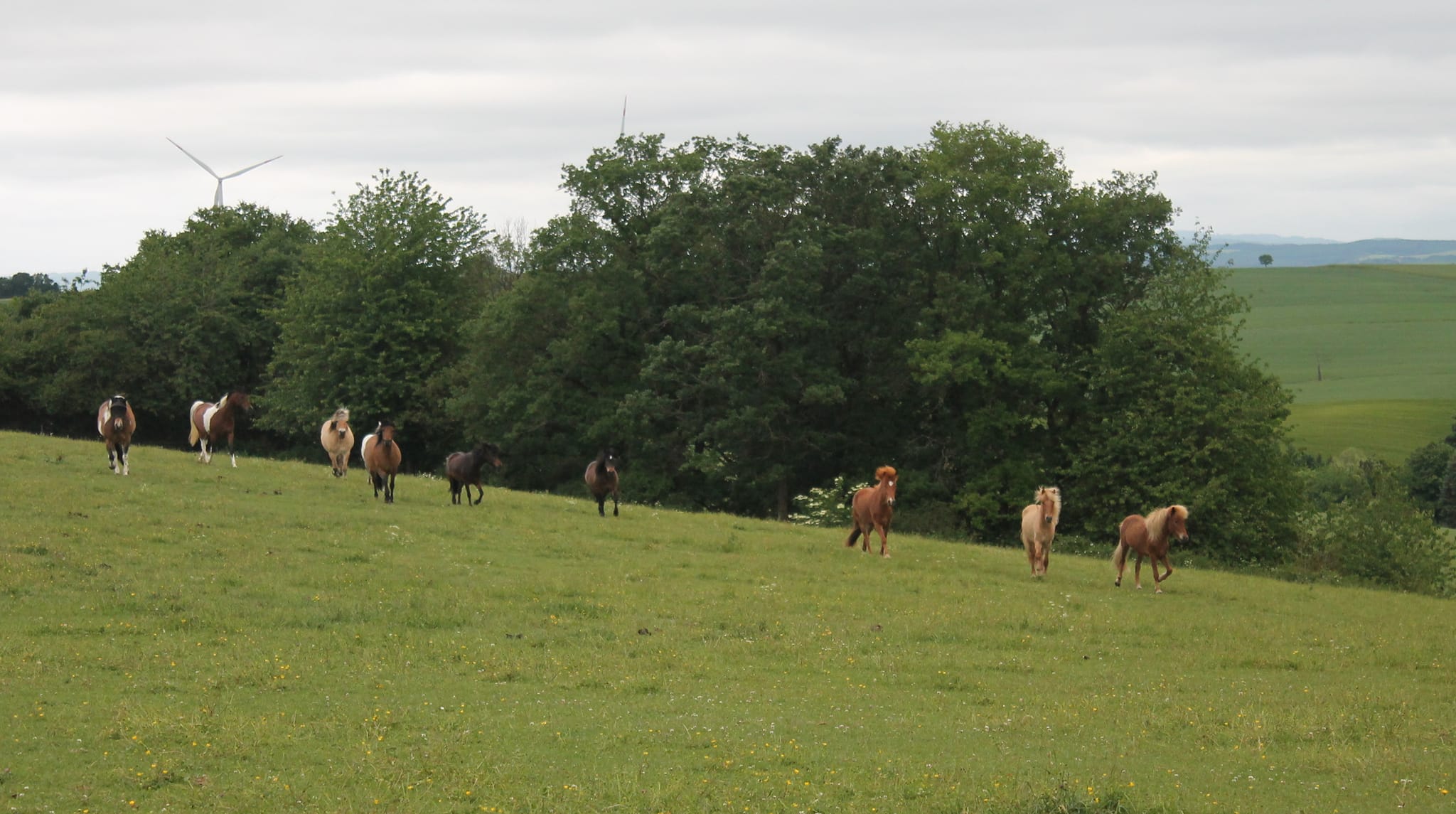 Landwirtschaft Lamb und Reiterhof Rhiannon GbR | Lettweiler