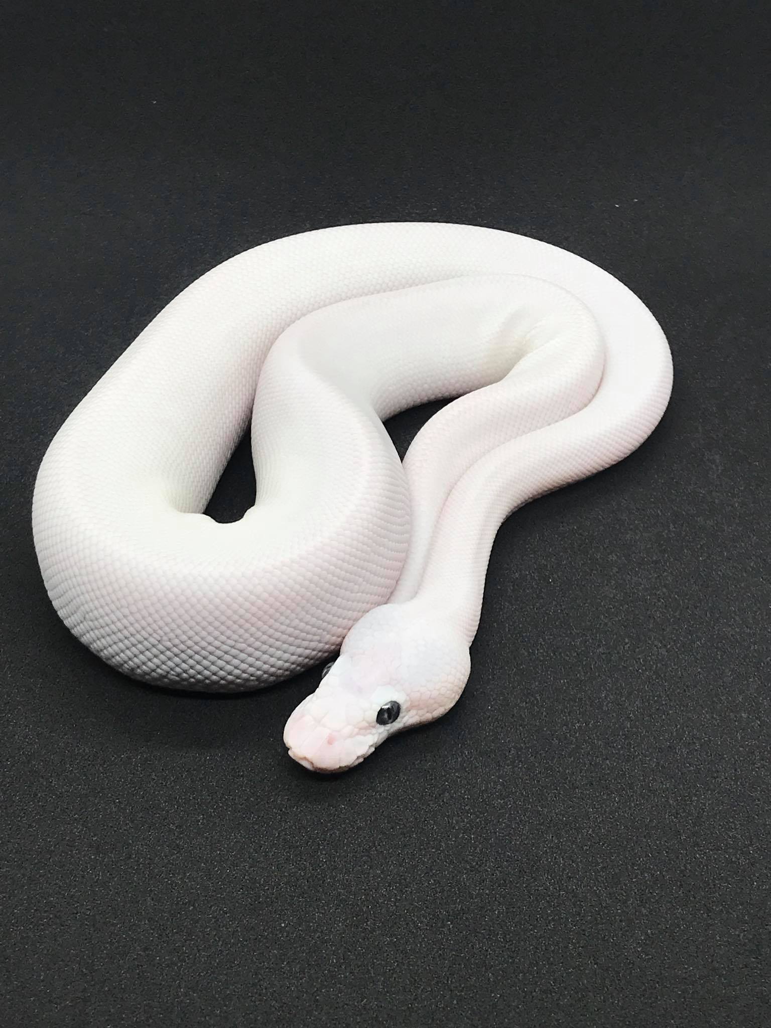 Redline Geckos - 1.0 BEL ( mojave x lesser ) “pos. GHI”... | Facebook