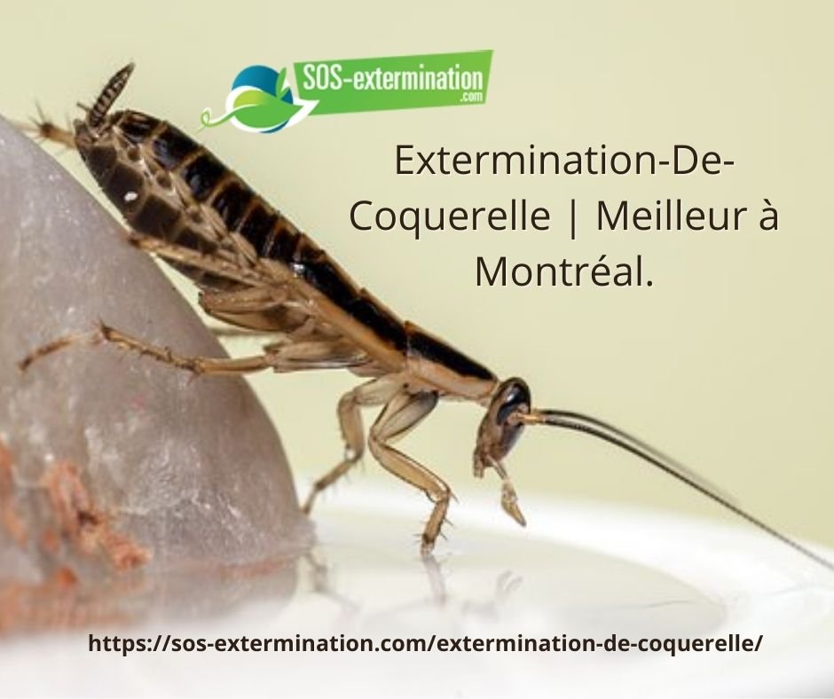 Are they dangerous🤔🤔? Cockroaches rarely damage structures. They are ...