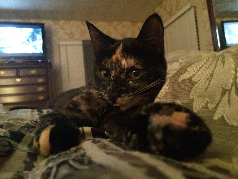 Olive... - Olive the Diggy Pog and Her Hench-cats PG & Acorn