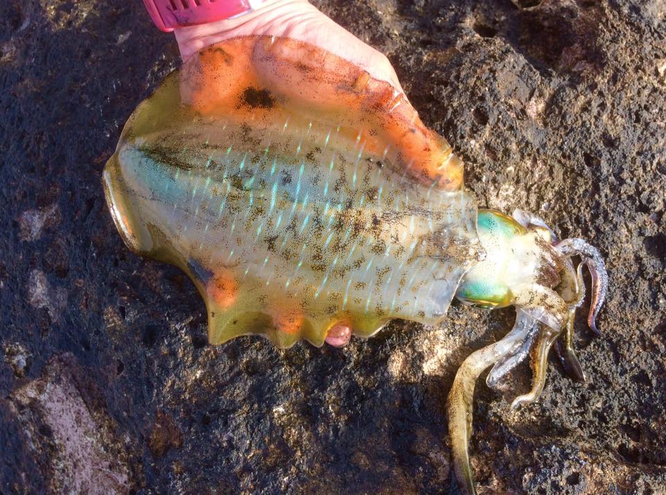 魚類剥製工房 かげろう - 魚類剥製工房 かげろう added a new photo.
