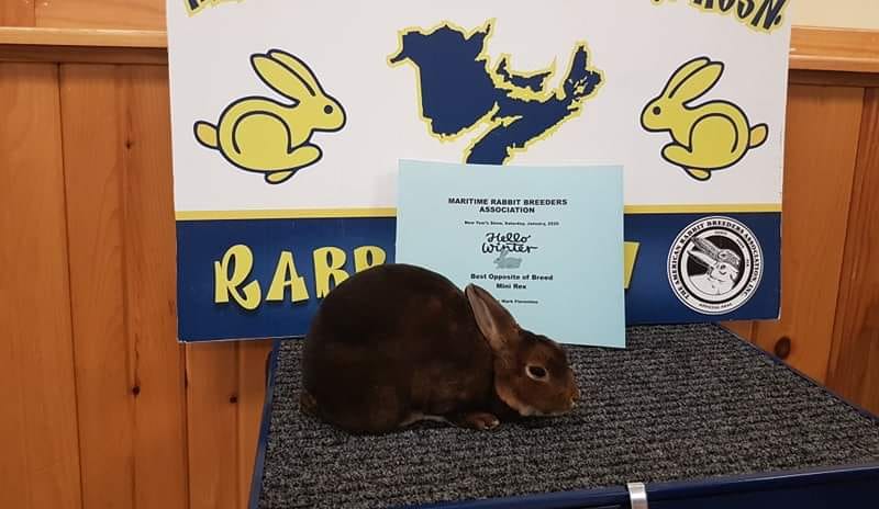 Joli-Velvet Rabbitry | Sackville NB