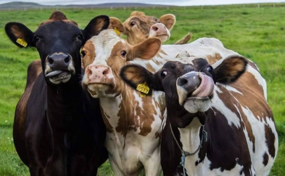 I love cows | Facebook