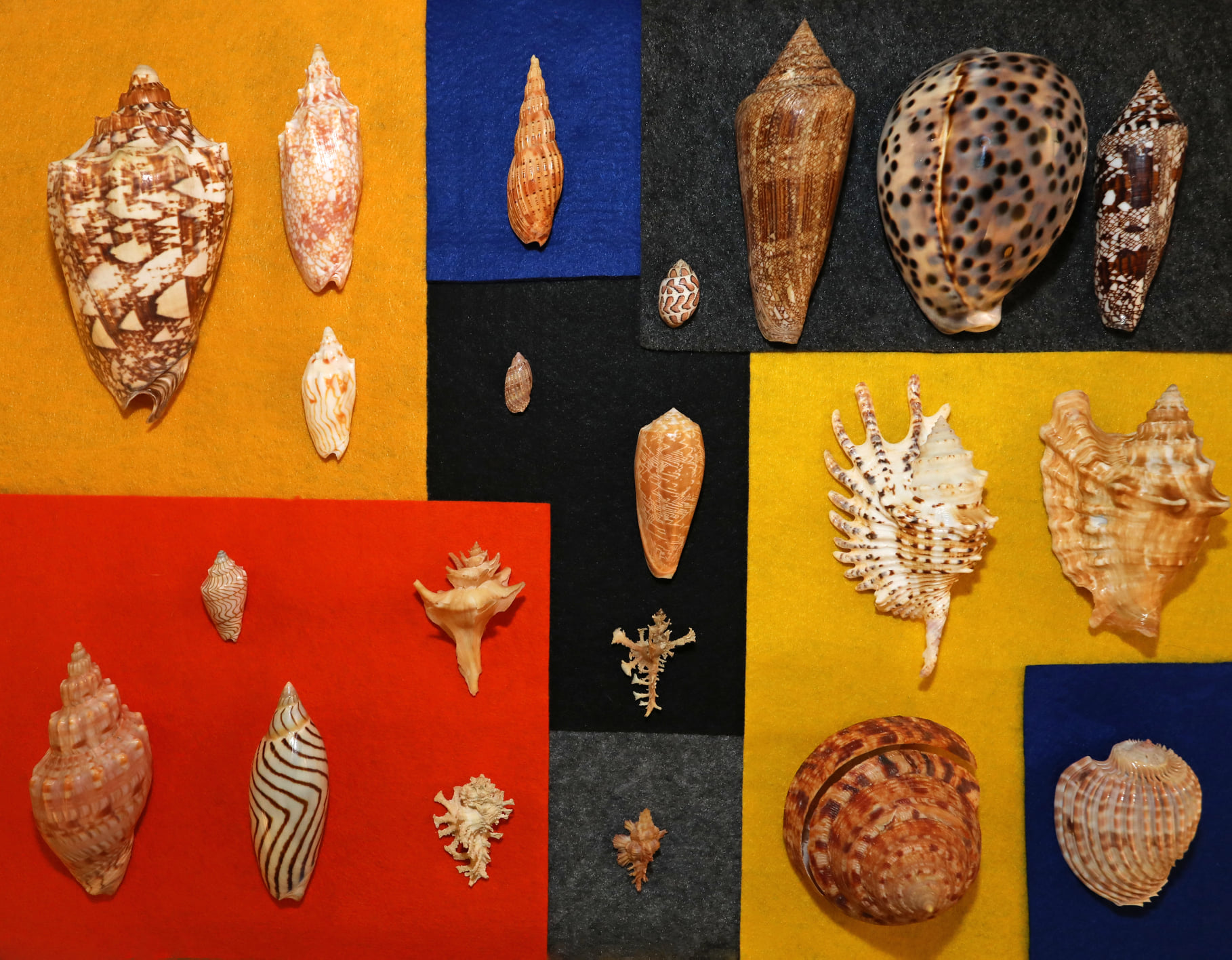 Burr Shells - Here is my collage of scarce to rare shells...