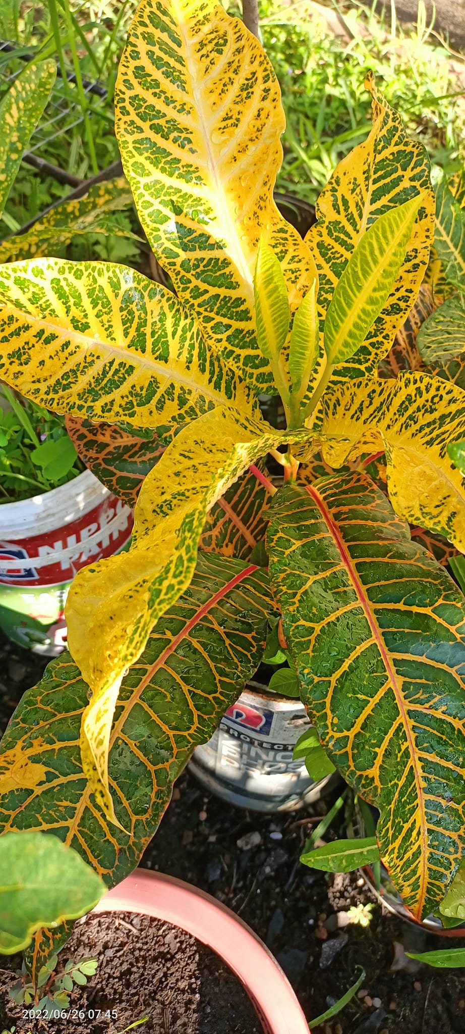 Tanjung Rhu Garden added a new photo. - Tanjung Rhu Garden