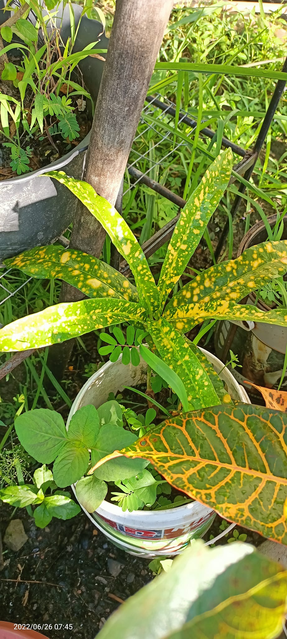 Tanjung Rhu Garden added a new photo. - Tanjung Rhu Garden