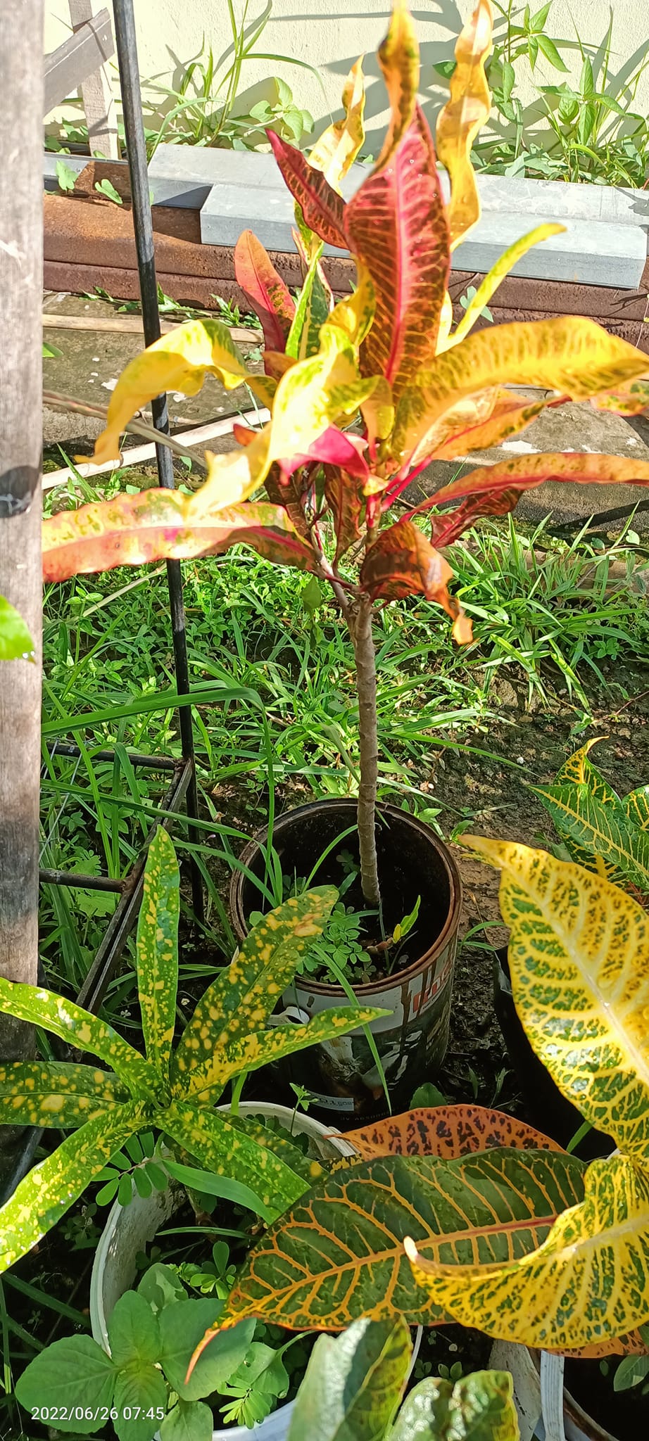 Tanjung Rhu Garden | Kota Kinabalu