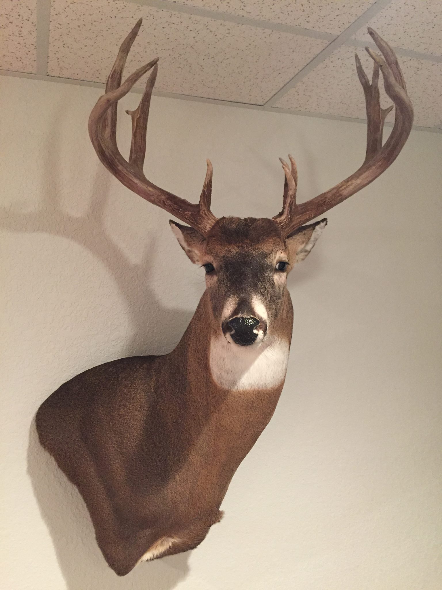 Hoch’s Taxidermy, Inc. MelcherDallas IA