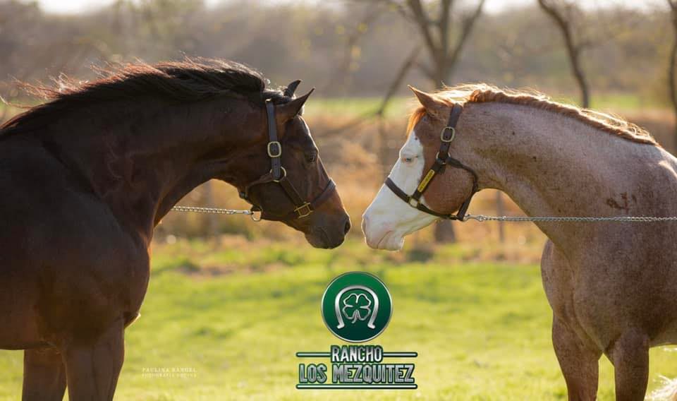 Rio Rico Ranch - Some horses that get too fat, particularly ponies, can ...