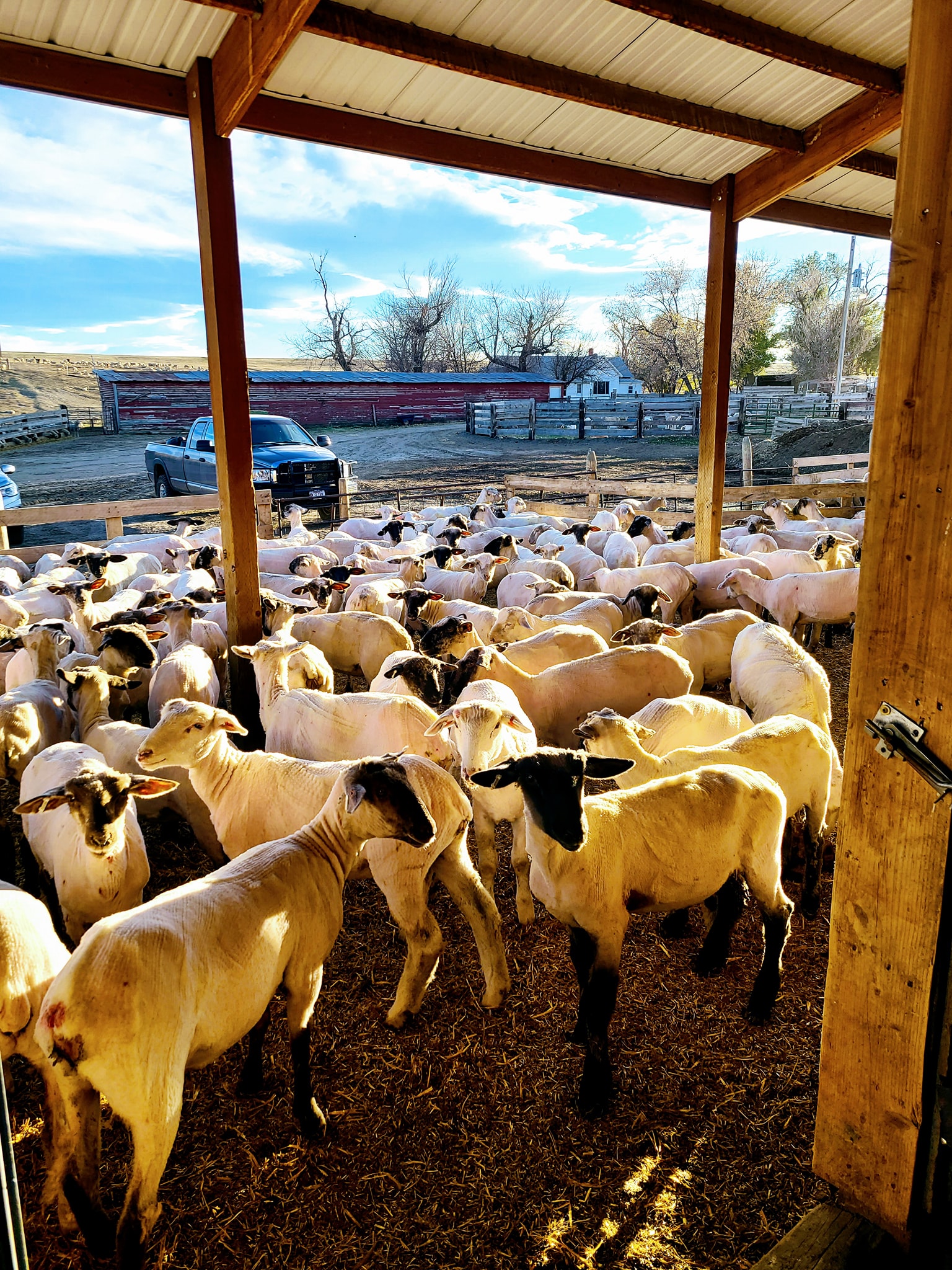 Montana Wool Lab added a new photo. - Montana Wool Lab