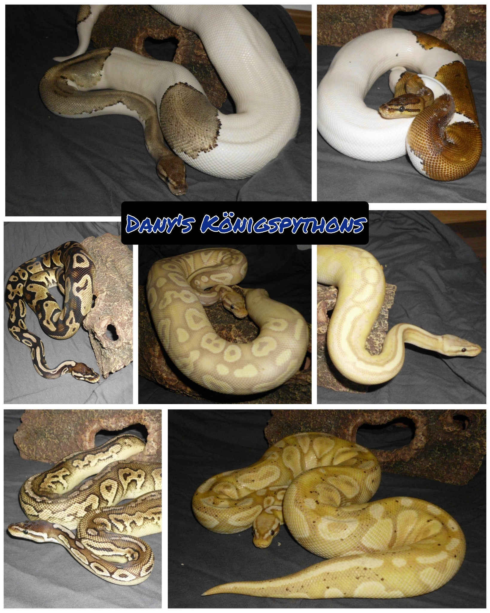 Dany's Ball Pythons | Albstadt