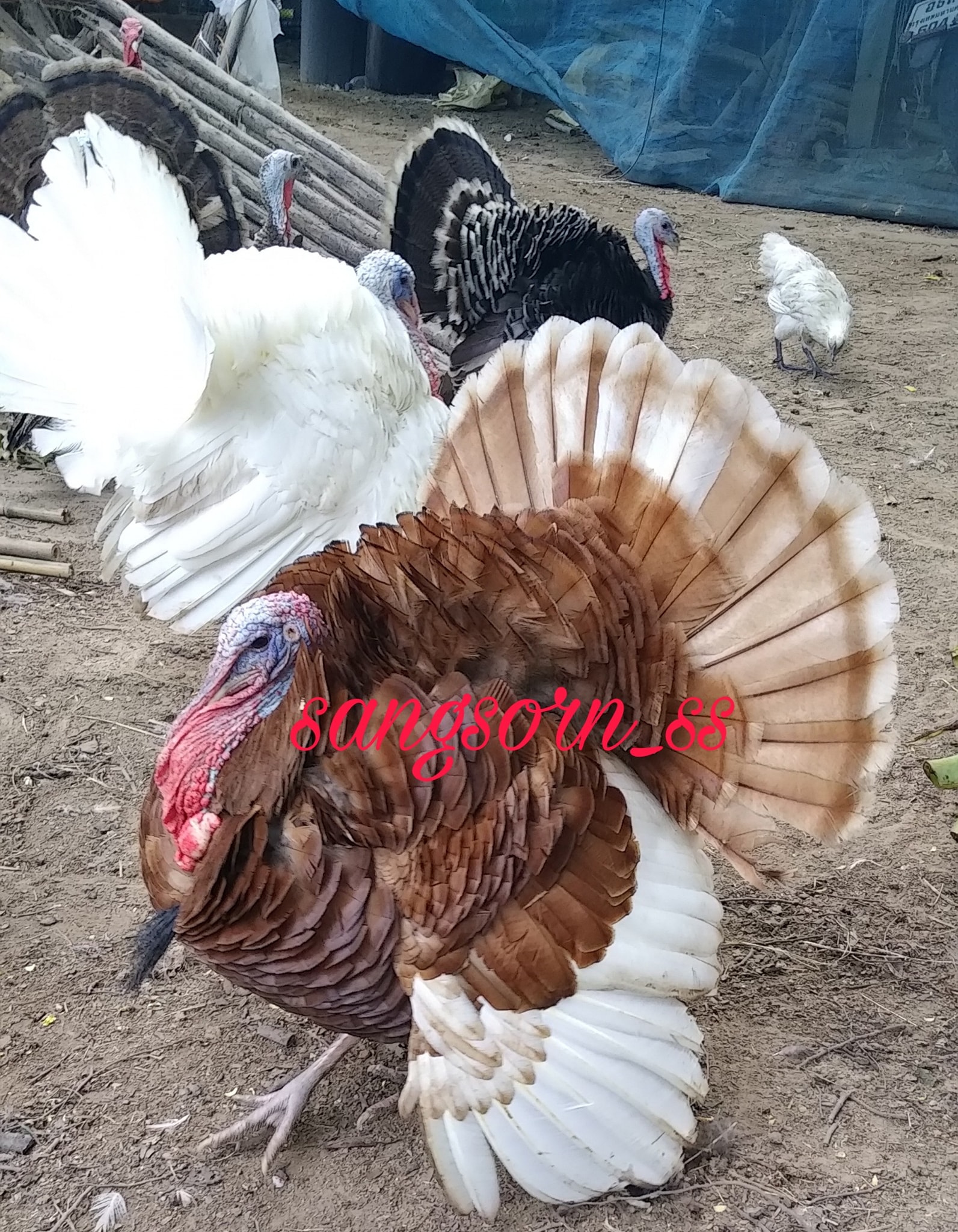 ไก่งวงอู๊ดดี้ฟาร์ม added a new photo. - ไก่งวงอู๊ดดี้ฟาร์ม