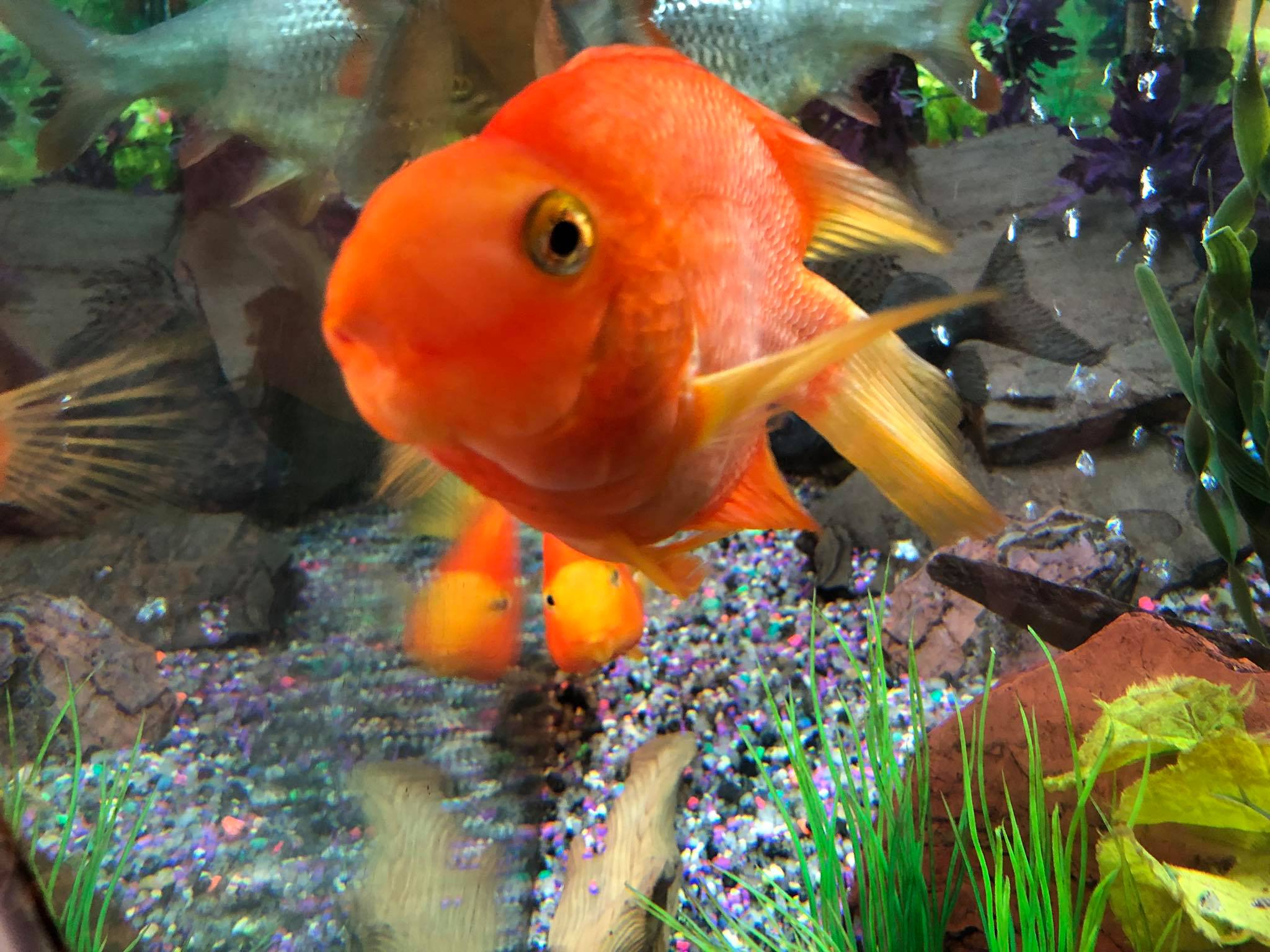 Robin's Nest Aviaries and Aquariums Corp