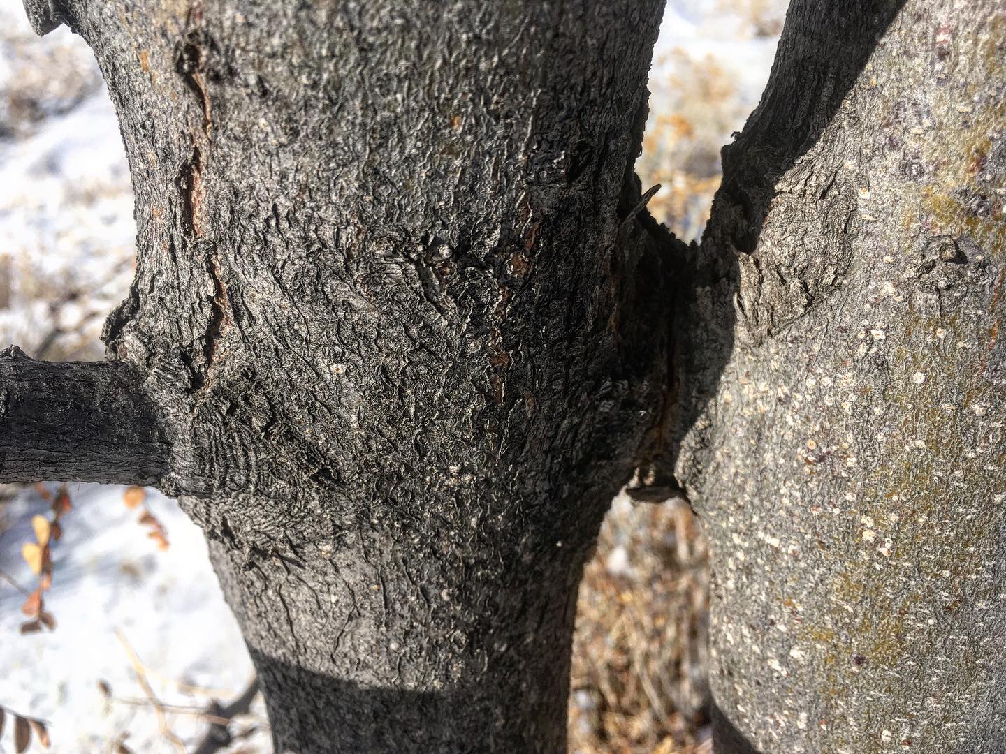 Eric’s Tree Service | Montrose CO