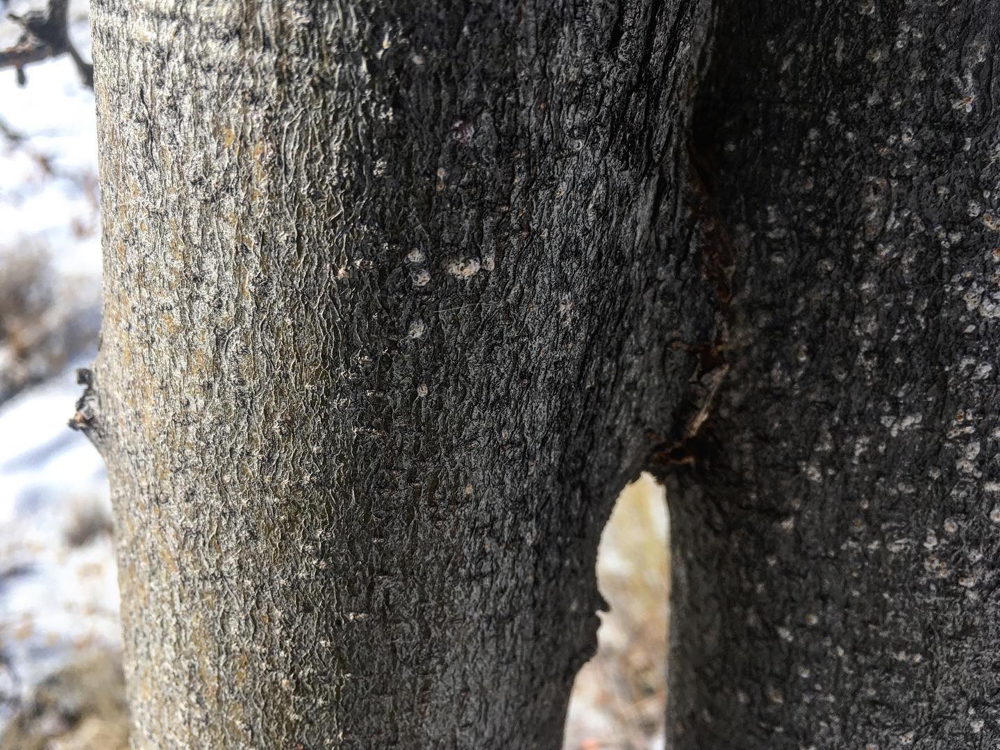 Eric’s Tree Service | Montrose CO