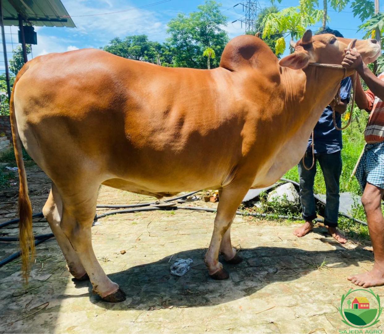 Sajeda Islam Agro Farm | Chittagong