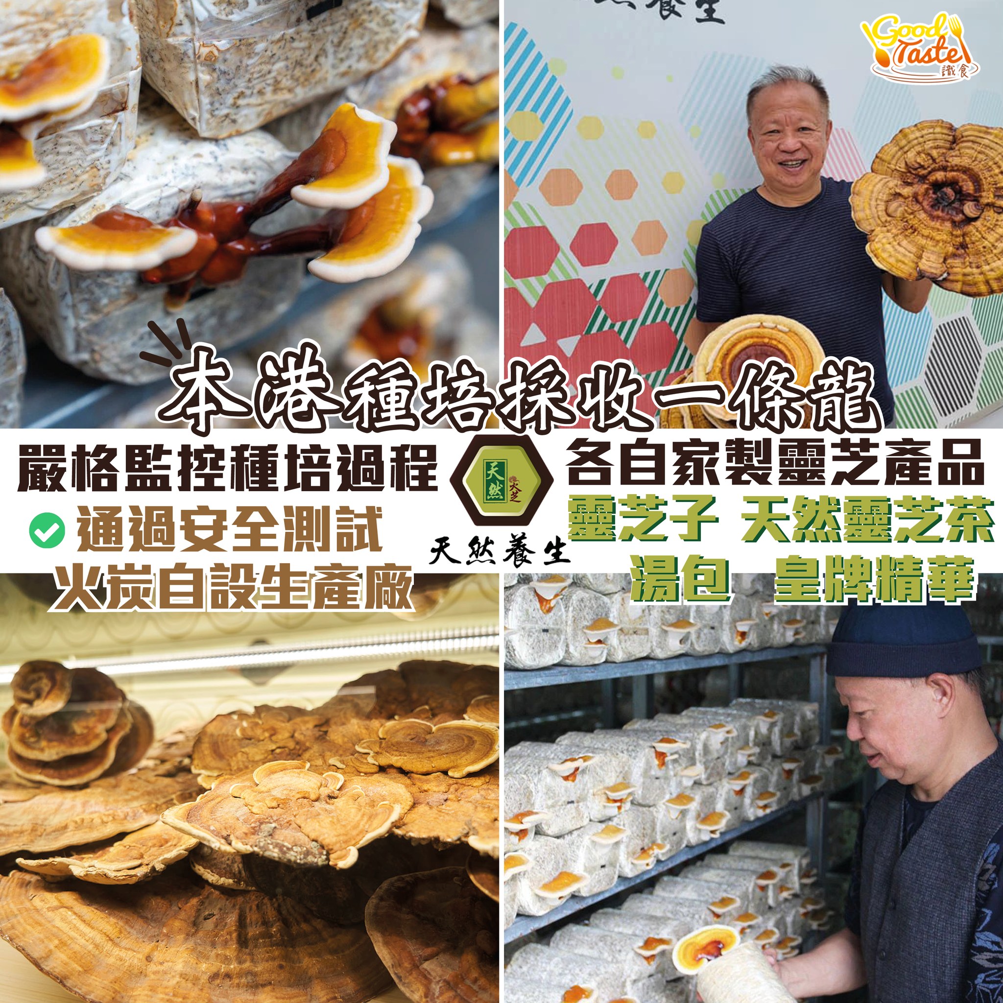 GoodTaste - 堅持本地種培靈芝【天然養生】 天然養生嘅創辦人張天然先生 堅持要喺香港培植靈芝 從菌種培植到靈芝孢子採收 從農莊生產再 ...