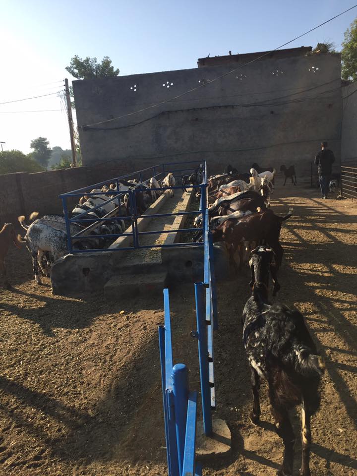 Fazal Dairy Farm - Mian Channu | Mian Channu